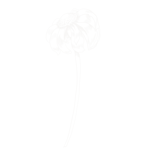 Blume_37