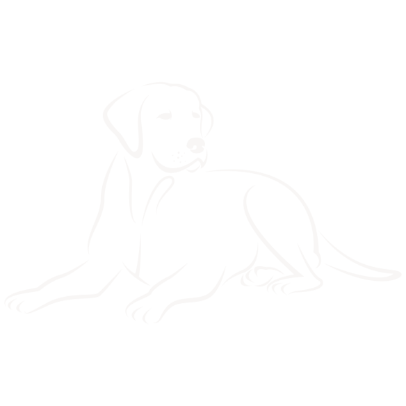 Labrador_01