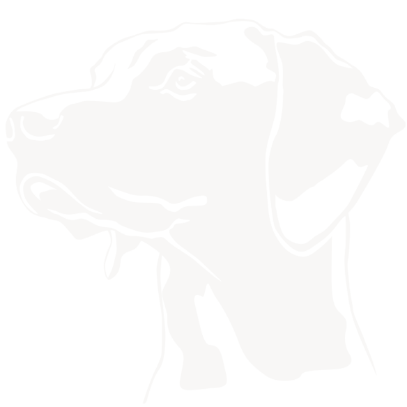Labrador_02