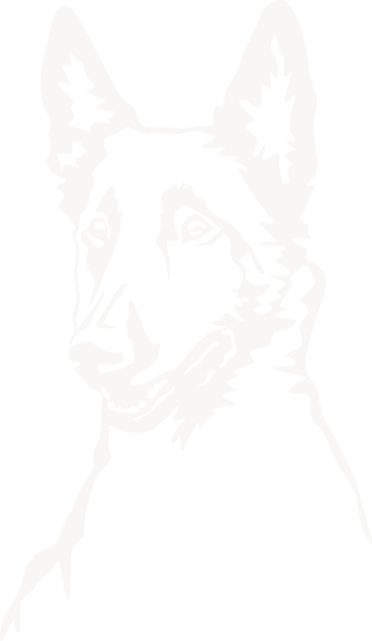 Malinois_02
