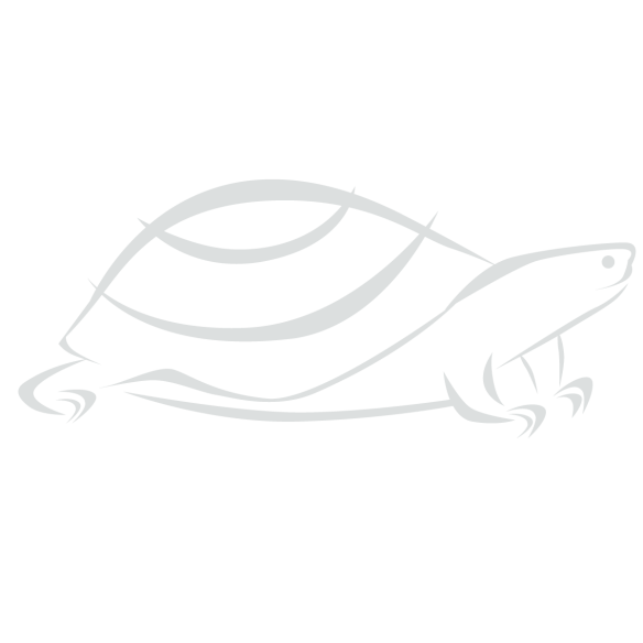 schildkroete_01