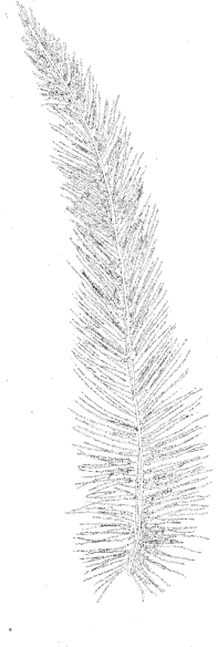 Voegel_01