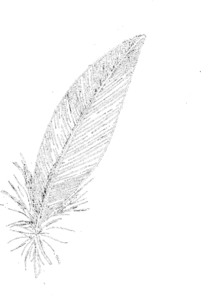 Voegel_03