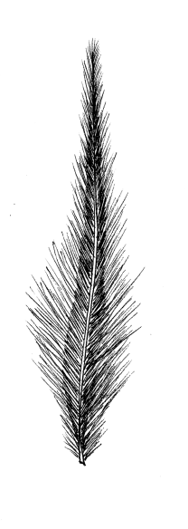 Voegel_06