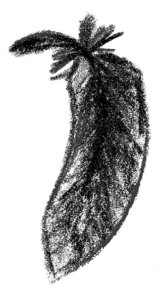 Voegel_08