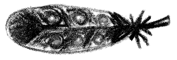Voegel_15
