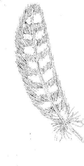 Voegel_05
